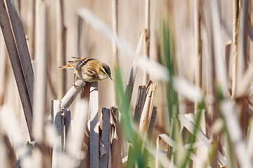 Image showing small song bird Sedge warbler, Europe wildlife