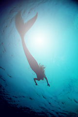 Image showing A silhouette shot of a mermaid swimming in solitude in the deep blue sea - ALL design on this image is created from scratch by Yuri Arcurs team of professionals for this particular photo shoot