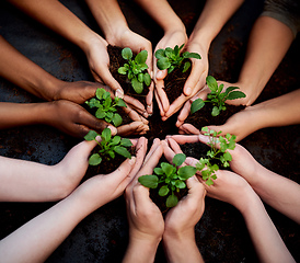 Image showing Dont grow apart, grow together. Cropped shot of a group of people holding plants growing out of soil.