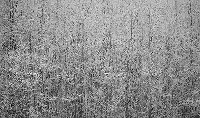 Image showing Winter Thicket