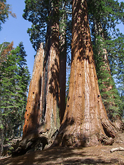 Image showing Sequoia National Park