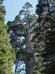 Image showing Sequoia National Park