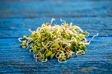 Image showing Sprouted radish seeds