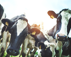 Image showing We herd you were looking for cows. Shot of a herd of cattle on a dairy farm.