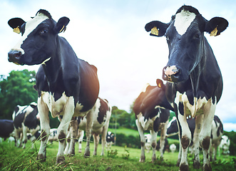 Image showing Getting their grazing on. Shot of a herd of cattle on a dairy farm.