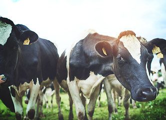 Image showing The perfect spot to graze. Shot of a herd of cattle on a dairy farm.