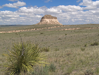 Image showing Yucca and Butte