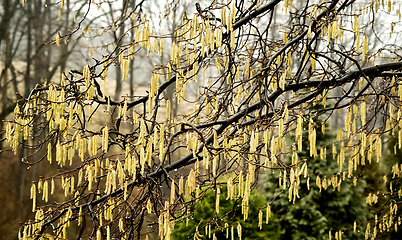 Image showing Catkins  on a tree 