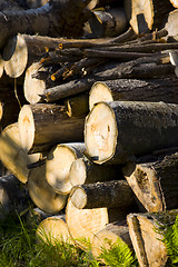 Image showing Woodpile on a September Afternoon