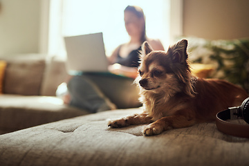 Image showing The worlds so much cuter with chihuahuas in them. Shot of a chihuahua sitting on the sofa with a woman using a laptop in the background.