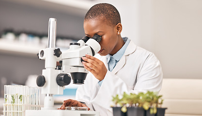 Image showing Science, woman and plants, microscope or laboratory research for agriculture, sustainability and leaves test or analysis. Scientist or doctor with lens for eco friendly study, food security or growth