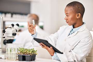 Image showing Scientist, test tube and plants on tablet for laboratory research, agriculture and sustainability analysis. African woman or student in science with leaf, growth and eco study on digital technology