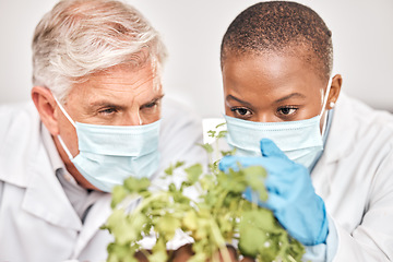 Image showing Research, man or black woman with plants, science or collaboration with growth, scientific experiment or agriculture development. Researchers, scientists or workers with masks, attention or leaf data