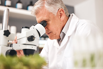 Image showing Scientist, plants and microscope in laboratory for healthcare research, natural medicine and growth or sustainability test. Senior man or science doctor with lens in eco friendly pharmaceutical study