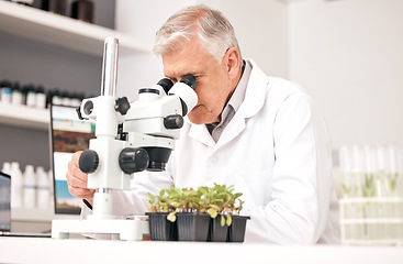Image showing Man, science and microscope in laboratory for plants research, agriculture analysis and growth or sustainability test. Senior scientist or doctor with biotechnology, food security and eco results