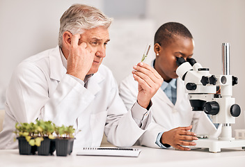 Image showing Scientist, thinking and teamwork of plants, agriculture solution and problem solving on microscope research. Science doctor or mentor ideas, growth study or test tube for sustainability in laboratory