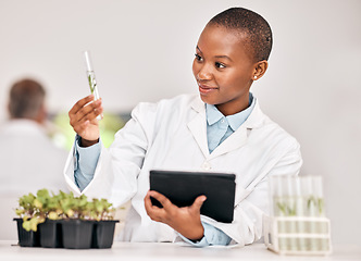Image showing Scientist, woman and plants, tablet and test tube for laboratory research, agriculture or sustainability analysis. African student in science of leaf, growth check and eco study on digital technology