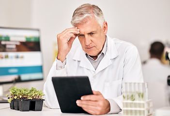 Image showing Scientist, plants and thinking on tablet for agriculture solution, problem solving and growth analysis. Science doctor or manager headache for digital results or sustainability research in laboratory