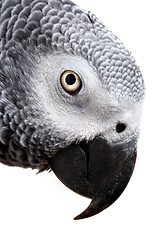 Image showing African Grey Parrot isolated on white