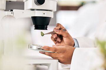 Image showing Scientist, hands and test leaf with microscope for research in biotechnology, plants and petri dish for horticulture lab exam and study. Agriculture, science and person in forensic analysis of sample