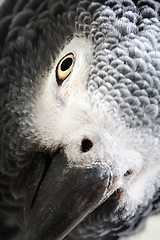 Image showing African Grey Parrot isolated on white