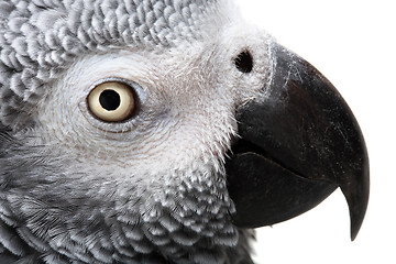 Image showing African Grey Parrot isolated on white