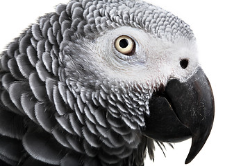 Image showing African Grey Parrot isolated on white