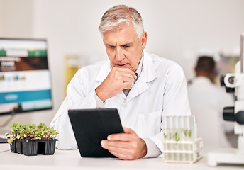 Image showing Science man, plants and thinking on tablet for agriculture solution, problem solving and growth analysis. Scientist or senior doctor focus on digital results or sustainability research in laboratory