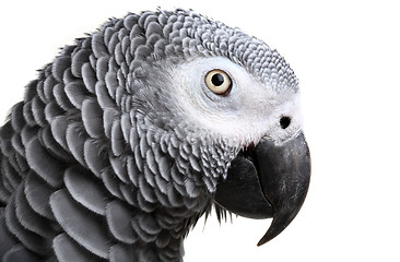 Image showing African Grey Parrot