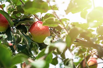 Image showing Apple tree with apples