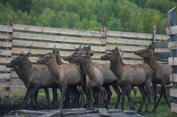 Image showing marals on farm in Altay