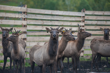 Image showing marals on farm in Altay