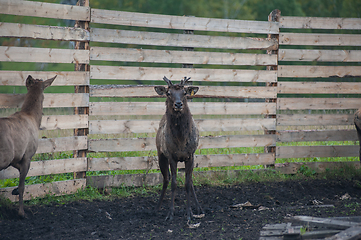 Image showing marals on farm in Altay