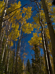 Image showing Tall Aspens in Autumn