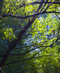 Image showing Sunbeam Through Cool Forest Treetops