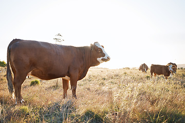 Image showing Countryside, rural and cow on a farm for sustainability, agriculture and farming in the morning. Summer, nature and cattle, livestock or animals on a field in a natural emvironment for carbon capture