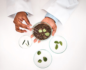 Image showing Tweezer, plants and scientist hands with petri dish and agriculture study for food security. Eco research, above and sustainability with leaf growth and ecology test with fertilizer and soil analysis