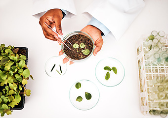 Image showing Laboratory, plants and scientist hands with petri dish and agriculture study for food security. Eco research, above and sustainability with leaf growth and ecology test with fertilizer and soil data