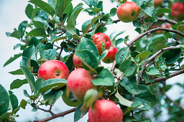 Image showing Apple tree with apples