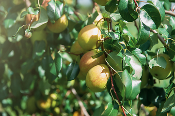 Image showing Pear tree with fruit