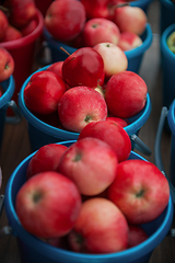 Image showing Bucket with apples