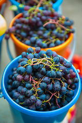 Image showing Bucket with grapes