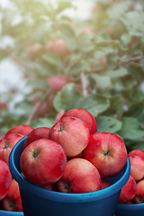 Image showing Apple tree with apples