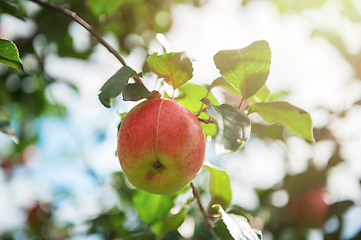 Image showing Apple tree with apples