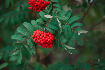 Image showing Rowan on a branch.