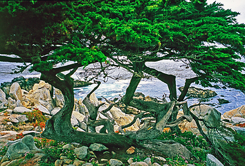 Image showing Point Lobos, California