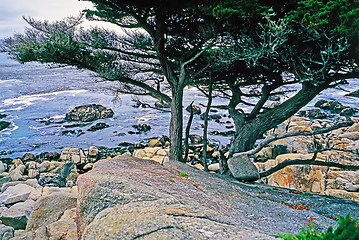 Image showing Point Lobos, California