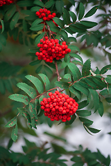 Image showing Rowan on a branch.