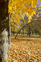 Image showing yellowed trees