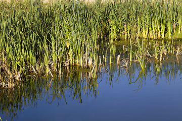 Image showing grass by the shore